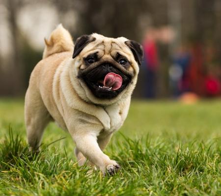 Dog Training Tips For Your Dogs
