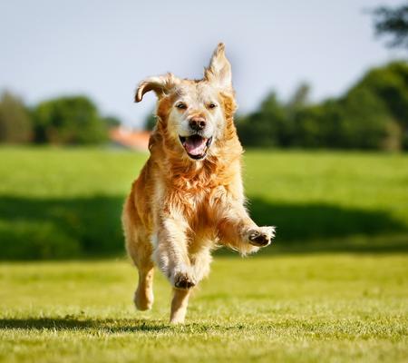 Dog Training Tips For Your Dogs