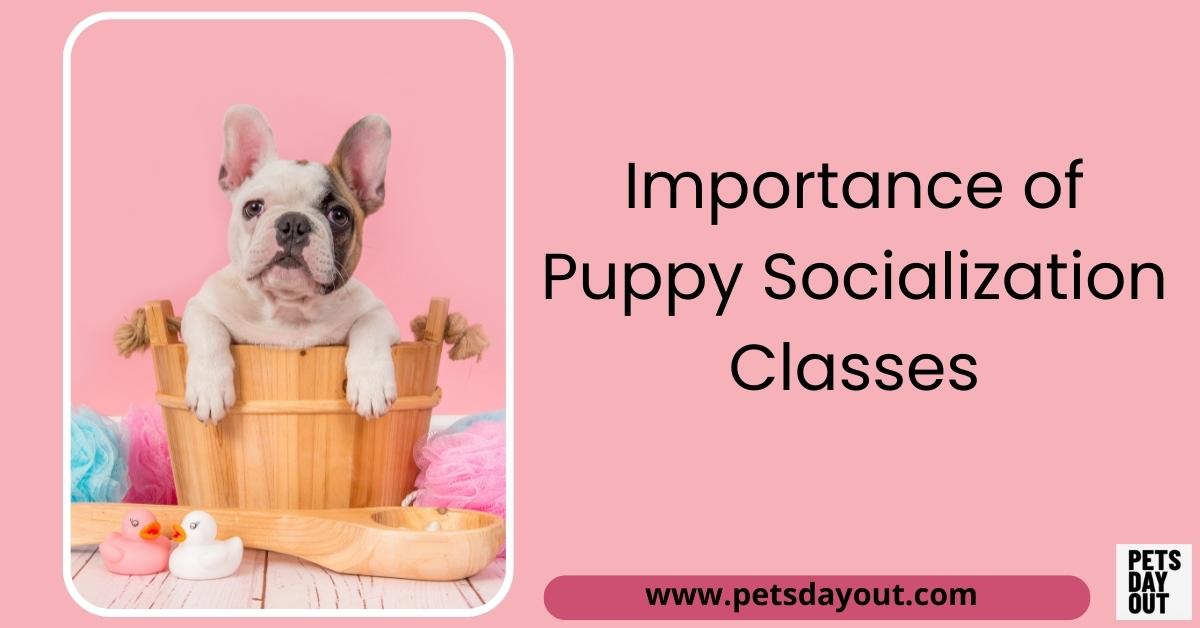 importance-of-puppy-socialization-classes-petsdaysout